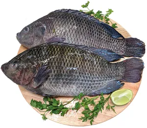 Tilápia kg