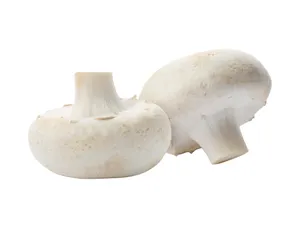 Cogumelo BENASSI 200g